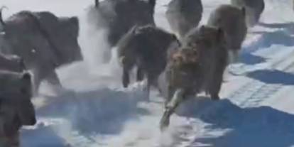 Van’da yerleşim yerlerine inen yaban domuzu sürüsü görüntülendi