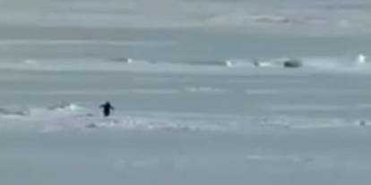 Bilim İnsanlarını Düşündüren Davranış: Sürüden Ayrılan Penguenler