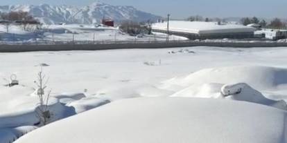 Köpek Sesleri Uykularını Kaçırdı