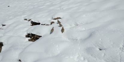 Şırnak’ta Aç Kalan Keklikler Sürü Halinde Yiyecek Aradı