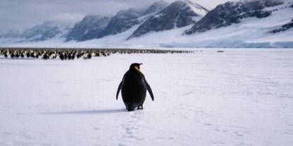 Nihilist Penguen akımına Şırnak’ta bir resmi kurum da katıldı