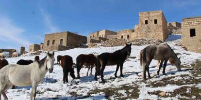 Şırnak’ın Saklı Güzelliği: Gabar Dağı’nda Yılkı Atları Objektiflere Yansıdı