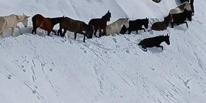 Batman’da dağda onlarca katır mahsur kaldı