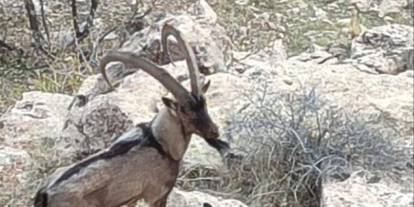 Batman kırsalında dağ keçisi görüntülendi