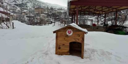 Şırnak’ta Sokak Hayvanları İçin Barınak Ve Mama Desteği