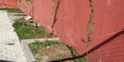 Silopi’de 2 Bin Fidan Toprakla Buluştu! “Yeşil Silopi” Projesiyle İlçe Nefes Alacak