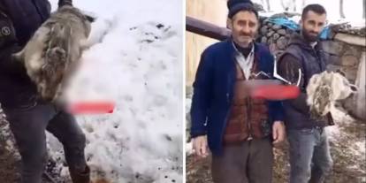 Ahıra giren çoban, gözlerine inanamadı! Kucaklarına alıp fotoğraf çektiler