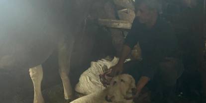 Doğum yapan inek çift başlı buzağı dünyaya getirdi