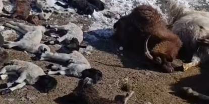 Van’da ahır yangınında onlarca hayvan telef oldu