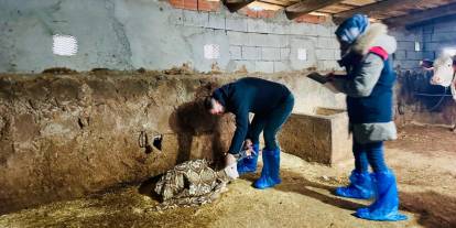 Şırnak'ta Hayvan Sağlığı İçin Seferberlik: Köy Köy Gezip Aşılıyorlar