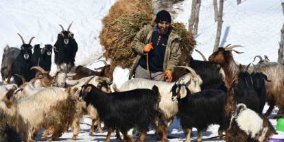 Şırnak’ta Köyden Kente Yoğun Göç Nedeni ile Keçi Besiciliği Gittikçe Yok Oluyor
