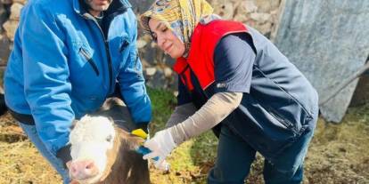 İdil’de Büyükbaş Hayvanlara Şap Aşısı Ve Küpeleme Çalışması Devam Ediyor