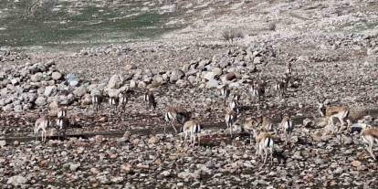 Cudi Dağı'nda Sürü Halinde Gezen Ceylanlar Görüntülendi