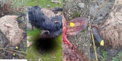 Şırnak’ta Ahıra Giren Kurt 8 Koyunu Telef Etti