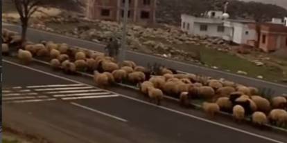 İdil’de Orta Refüjde Hayvan Otlatan Kişi Hakkında Suç Duyurusu