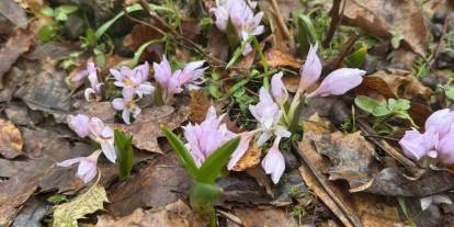 Kış Şartlarının Devam Ettiği Şırnak’ta Çiçekler Açtı