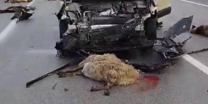 Aracın sürüye çarpması sonucu 10 koyun telef oldu