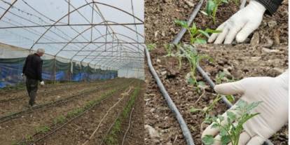 Şırnak’ta Seralarda Yaz Sezonu Hareketliliği Başladı: Fide Dikimi İçin İlk Adım Atıldı!