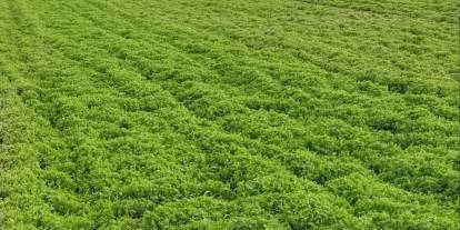 Silopi Tarım’dan Çiftçilere Önemli Duyuru: Arazi Kontrolleri Devam Ediyor