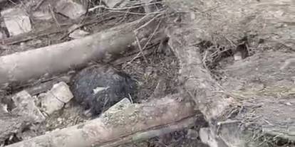 Çöken ahırda göçük altında kalan 20 küçükbaş hayvan telef oldu