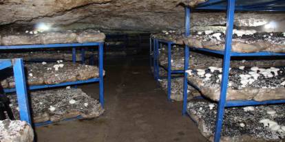 Şırnak'ta 2 Bin Yıllık Tarihi Mağarada Mantar Üretim Tesisi Kurdu