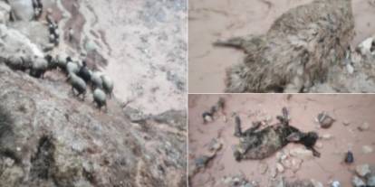 Şırnak’ta sel göçerleri de vurdu: Çok sayıda hayvan telef oldu