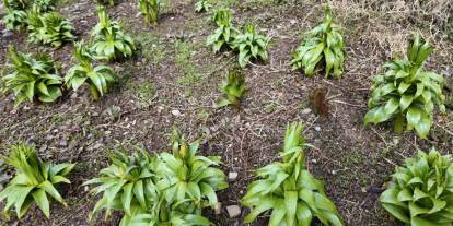 Şırnak'ta Yetişen Bu Çiçeği Koparmanın Cezası 700 Bin Lira