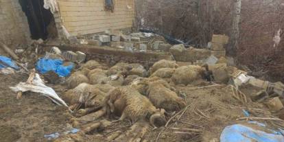 Çöken ahırın altında kalan onlarca küçükbaş hayvan telef oldu