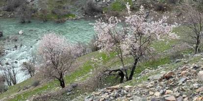 Şırnak’ta Badem Ağaçları Çiçek Açtı