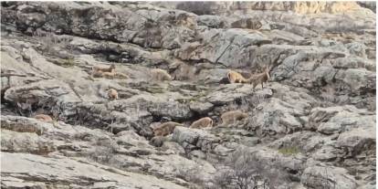 Sümbül Dağı’nda sürü halinde dağ keçisi görüntülendi