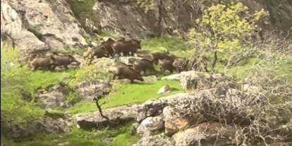 İdil’de Doğa Gezisi Yapanların Karşısına Domuz Sürüsü Çıktı