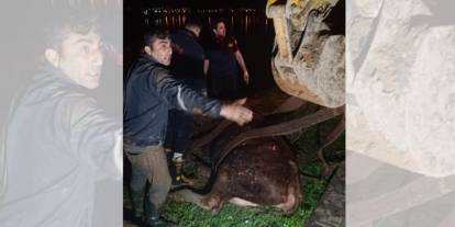 Şırnak’ta Dicle Nehri'ne Düşen İnek İş Makinesiyle Kurtarıldı