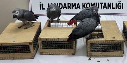 Şırnak istikametinden giden araçta değeri yüzbinlerce liralık jako papağanlar bulundu