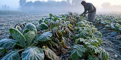 Şırnaklı Üreticiler Dikkat! 5 Gün Sürecek Zirai Don Riski Kapıda: İşte Kritik Tarihler