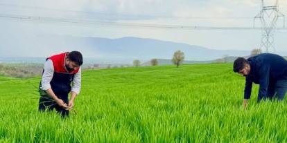 Silopi’de Hububat Tarlaları Yakın Takipte: Verim Kaybına Geçit Yok!