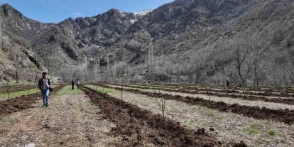 Şırnaklı Çiftçi Devlet Desteğiyle 25 Dönüm Arazisine Meyve Fidanı Dikti