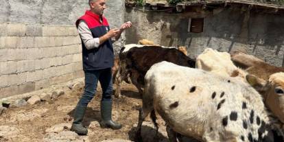 Şırnak’ta hayvan sağlığı için yoğun çalışmalar yürütülüyor