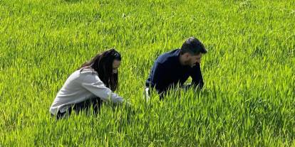 Şırnak’ta tarlalarda süne takibi: Ekipler sahada çalışıyor