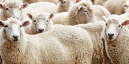 Vekalet yoluyla kurban kesim bedelleri belirlendi