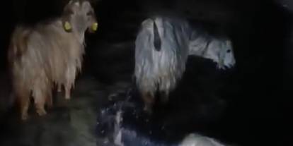 Yüksekova’da sel baskını: Hayvanlar son anda kurtarıldı