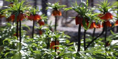 Şırnak'ta 700 Bin Liralık Koparma Cezası Olan Ters Lalelerin Görsel Şöleni