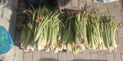 Şırnak’ta Uçkun Mevsimi Başladı: Kilosu Ne Kadar?