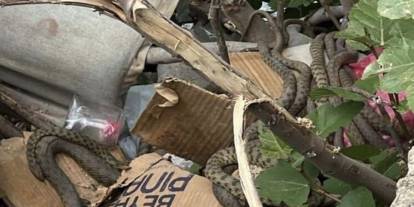 Şırnak'a komşu ilde toplu halde görülen yılanlar mahalleliyi korkuttu