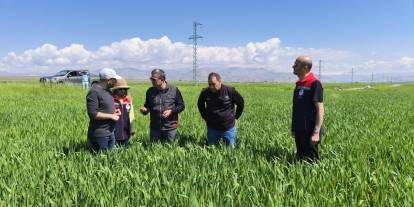 Cizre’de Hububat Alarmı! Uzman Ekipler Tarlalarda Hastalık ve Süne Kontrolü Yaptı