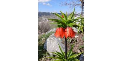 Sincik Dağlarında Açan Ters Laleler Hayran Bırakıyor