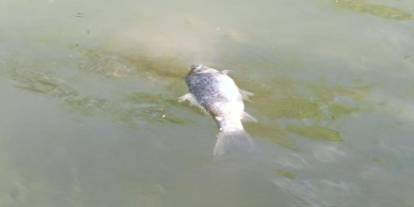 Şırnak’ta balık ölümleri tedirgin etti