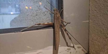 Diyarbakır'da görüldü, boyutu şaşkınlık oluşturdu