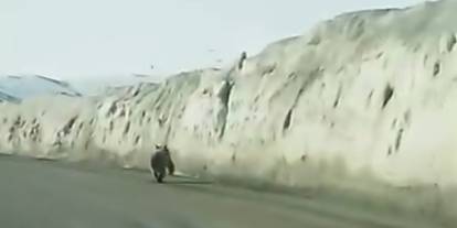 Van’da kara yoluna inen ayı korkulu anlar yaşattı