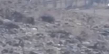 Sürüye saldırmak için fırsat kollayan kurtlar görüntülendi