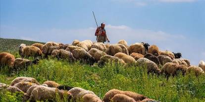 Balveren Belediyesi’nde Çoban Görevlendirmesi Bu Yıl da Başladı